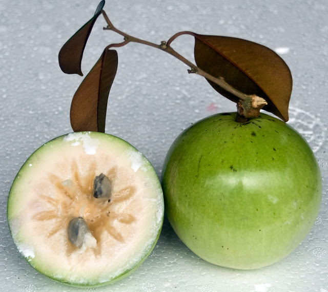 Melastella fruit (Vú sữa)